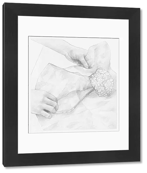 Black and white illustration of hands wrapping dried hydrangea flower in tissue paper (storing dried flowers)