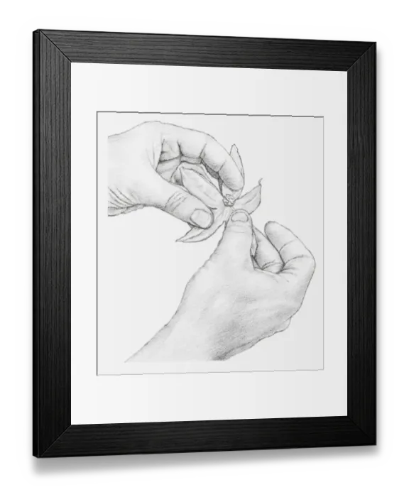 Framed Print : Black and white illustration of hands opening a physalis flower, pulling down the segments created by cutting (drying flowers) Framed Print : Black and white illustration of hands opening a physalis flower, pulling down the segments created by cutting (drying flowers)