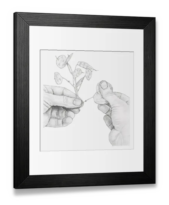 Framed Print : Black and white illustration of hands rubbing away the outer casings of an honesty seed head, to expose the silver centre filaments Framed Print : Black and white illustration of hands rubbing away the outer casings of an honesty seed head, to expose the silver centre filaments