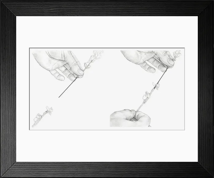 Framed Print : Black and white illustration of hands connecting to sections of a stem using a piece of stub wire (wiring flowers) Framed Print : Black and white illustration of hands connecting to sections of a stem using a piece of stub wire (wiring flowers)