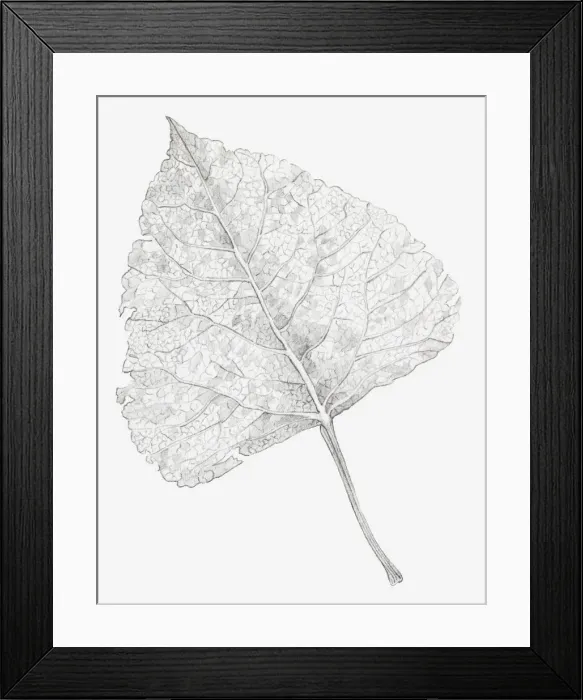 Framed Print : Black and white illustration of a skeletonized leaf, exposing the leaf veins Framed Print : Black and white illustration of a skeletonized leaf, exposing the leaf veins