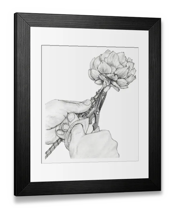 Framed Print : Black and white illustration of hands wiring a dried globe artichoke, using a cane placed against the stem, cutting off the top of the cane Framed Print : Black and white illustration of hands wiring a dried globe artichoke, using a cane placed against the stem, cutting off the top of the cane