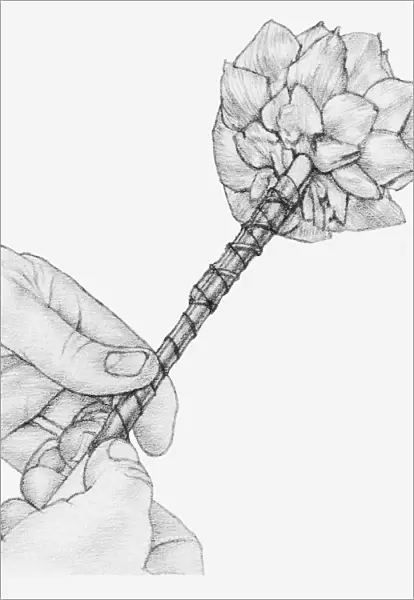 Black and white illustration of hands wiring a dried globe artichoke, using a cane placed against the stem