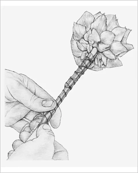 Black and white illustration of hands wiring a dried globe artichoke, using a cane placed against the stem