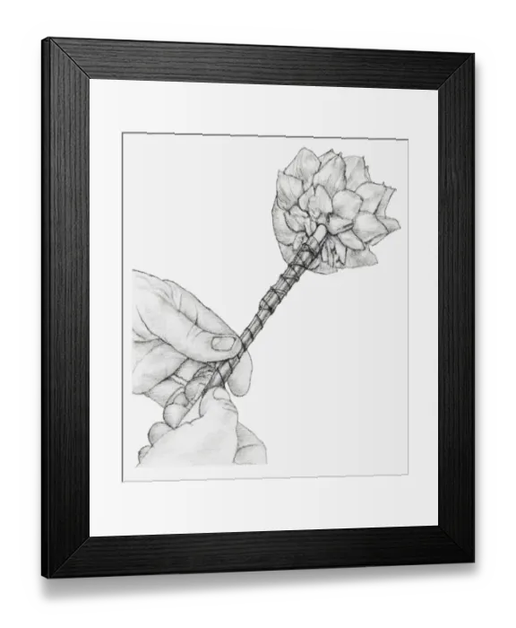 Framed Print : Black and white illustration of hands wiring a dried globe artichoke, using a cane placed against the stem