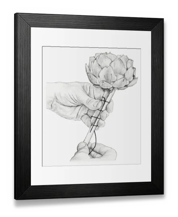 Framed Print : Black and white illustration of hands wiring a dried globe artichoke, with a piece of cane placed against the stem Framed Print : Black and white illustration of hands wiring a dried globe artichoke, with a piece of cane placed against the stem