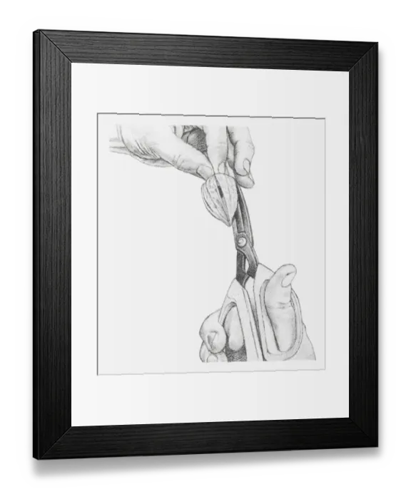 Framed Print : Black and white illustration, making four cuts along veins of physalis flower, to open up the flower (drying flowers) Framed Print : Black and white illustration, making four cuts along veins of physalis flower, to open up the flower (drying flowers)