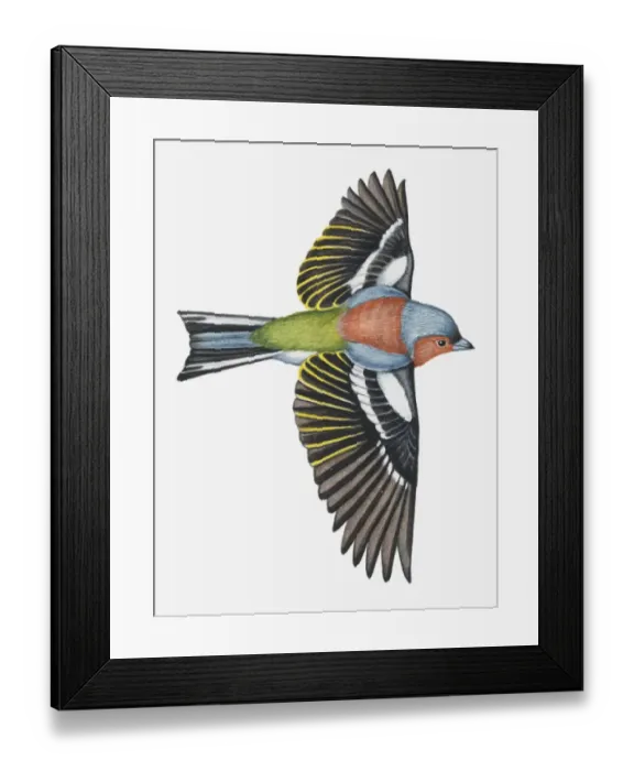 Framed Print : Illustration of a Chaffinch (Fringilla coelebs) in flight Framed Print : Illustration of a Chaffinch (Fringilla coelebs) in flight