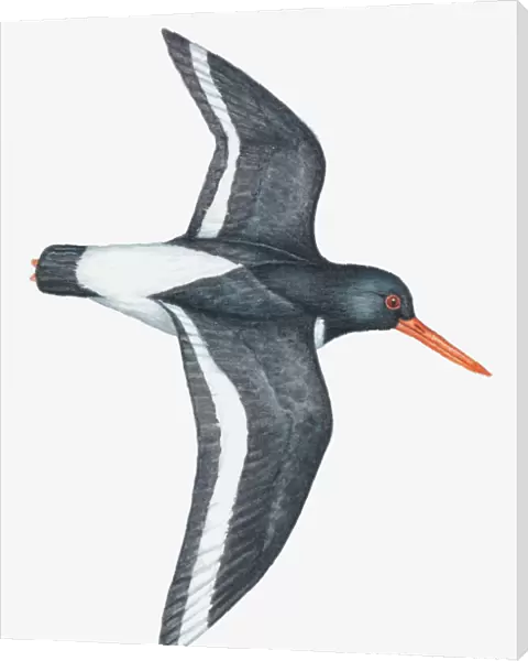 Illustration of an Oystercatcher (Haematopus sp. ) in flight