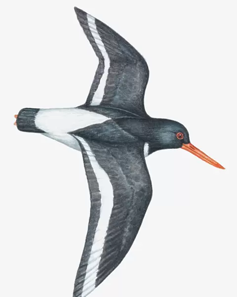 Illustration of an Oystercatcher (Haematopus sp. ) in flight
