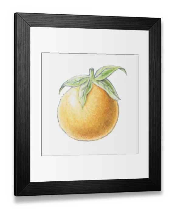 Framed Print : Illustration of an orange Framed Print : Illustration of an orange