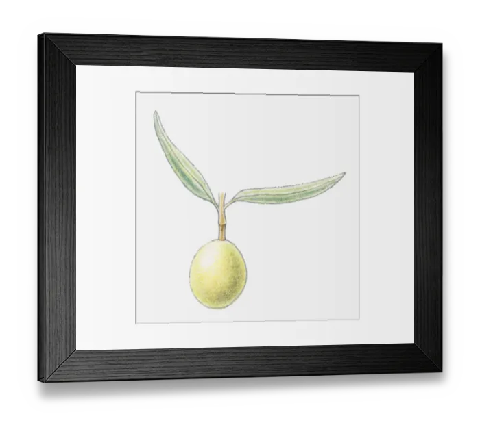 Framed Print : Illustration of an olive Framed Print : Illustration of an olive