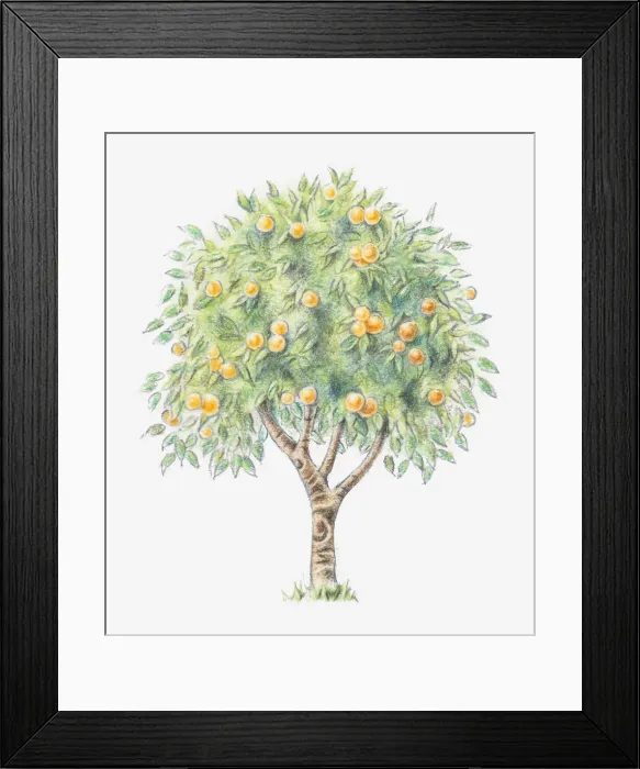 Framed Print : Illustration of an orange tree Framed Print : Illustration of an orange tree
