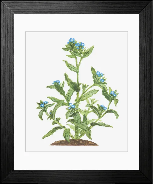Framed Print : Illustration of Anchusa arvensis (Bugloss), leaves and blue flowers Framed Print : Illustration of Anchusa arvensis (Bugloss), leaves and blue flowers