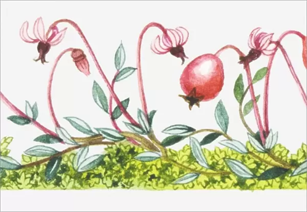 Illustration of Vaccinium oxycoccos (Common cranberry)