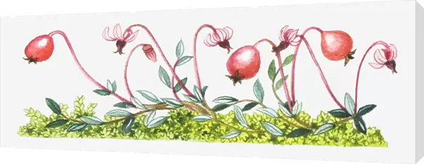 Illustration of Vaccinium oxycoccos (Common cranberry)