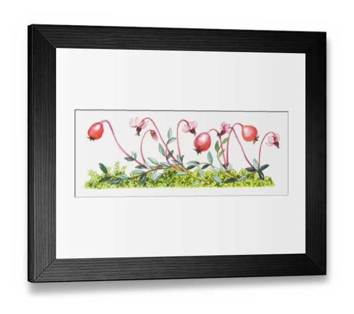 Framed Print : Illustration of Vaccinium oxycoccos (Common cranberry) Framed Print : Illustration of Vaccinium oxycoccos (Common cranberry)