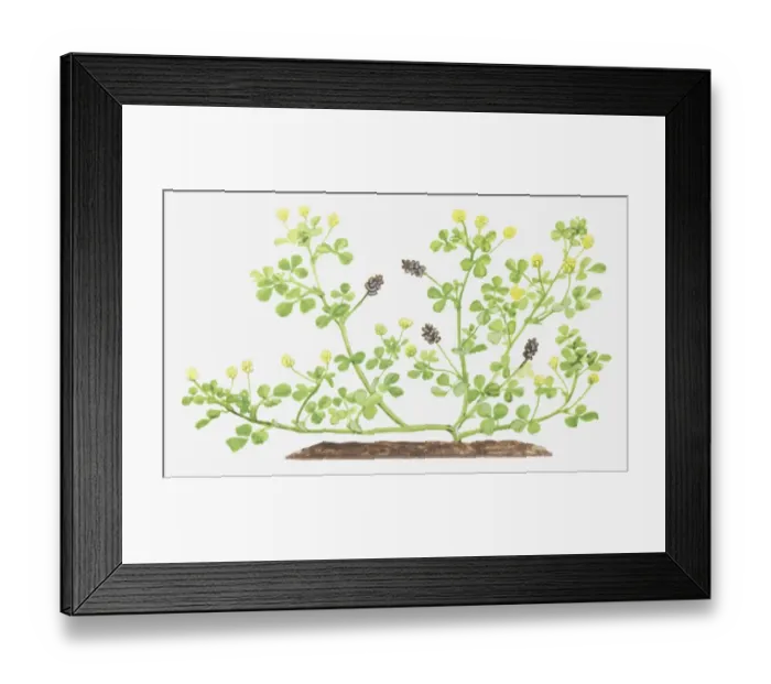 Framed Print : Illustration of Medicago lupulina (Black medick), flowers and fruit-pods Framed Print : Illustration of Medicago lupulina (Black medick), flowers and fruit-pods