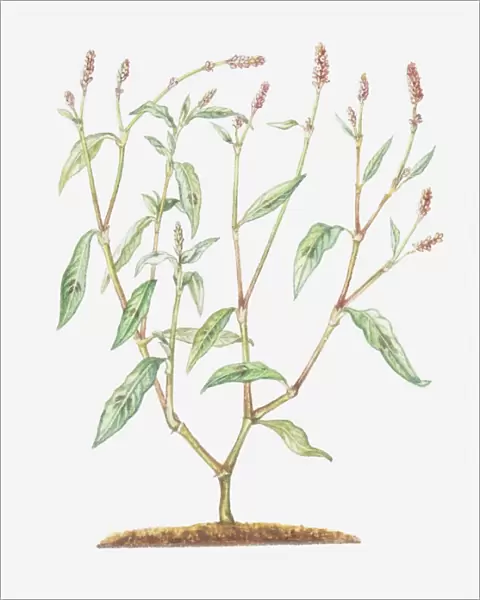 Illustration of Persicaria maculosa (Redshank), branched stems with small reddish flowers