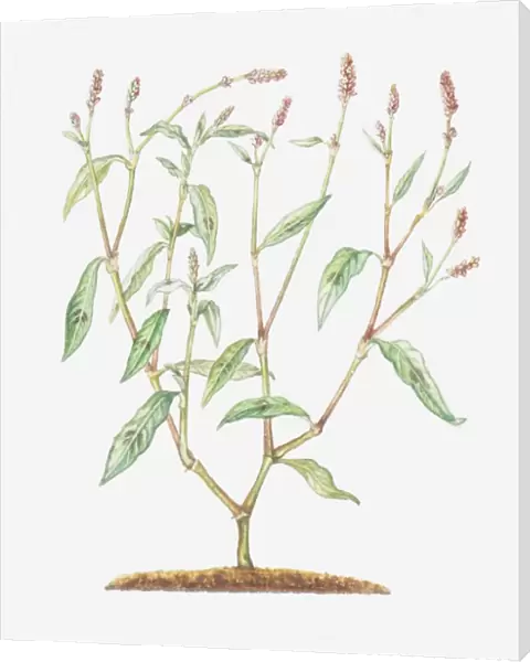 Illustration of Persicaria maculosa (Redshank), branched stems with small reddish flowers