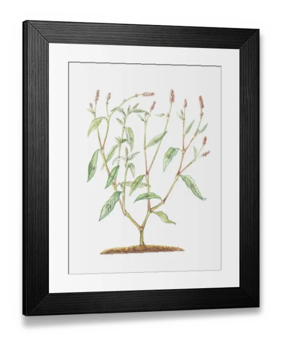 Framed Print : Illustration of Persicaria maculosa (Redshank), branched stems with small reddish flowers Framed Print : Illustration of Persicaria maculosa (Redshank), branched stems with small reddish flowers