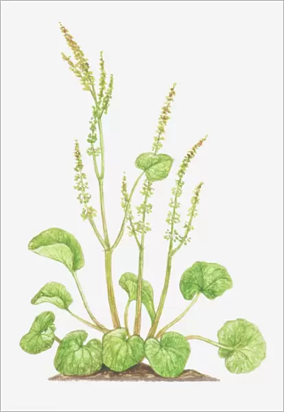 Illustration of Oxyria digyna (Mountain sorrel), flower spikes and leaves