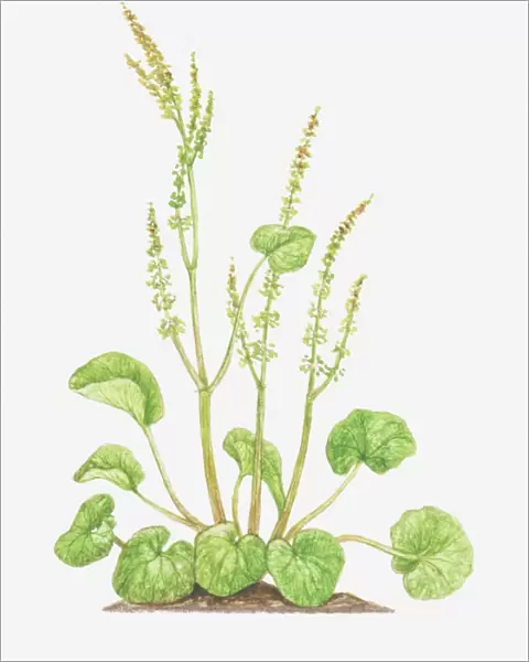 Illustration of Oxyria digyna (Mountain sorrel), flower spikes and leaves