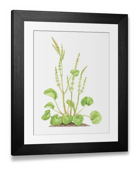 Framed Print : Illustration of Oxyria digyna (Mountain sorrel), flower spikes and leaves Framed Print : Illustration of Oxyria digyna (Mountain sorrel), flower spikes and leaves