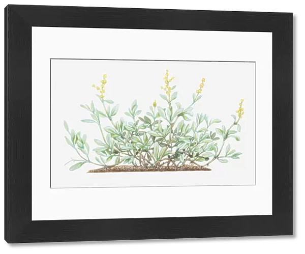 Illustration of Atriplex portulacoides, syn. Halimione portulacoides (Sea purslane), leaves and yellow flowers