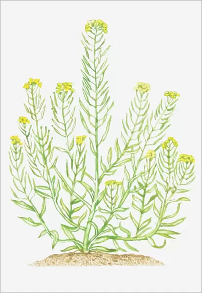 Illustration of Erysimum cheiranthoides (Treacle-mustard), leaves and yellow flowers on branching stems