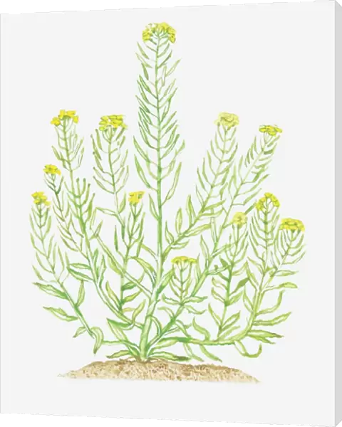Illustration of Erysimum cheiranthoides (Treacle-mustard), leaves and yellow flowers on branching stems