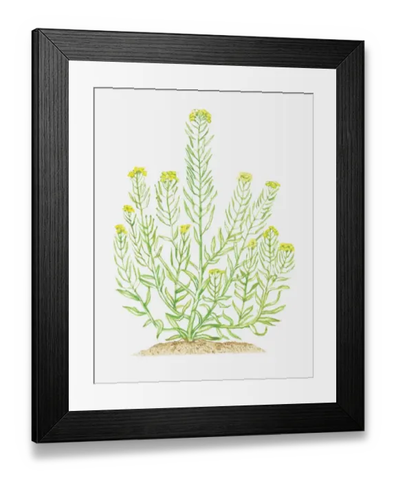 Framed Print : Illustration of Erysimum cheiranthoides (Treacle-mustard), leaves and yellow flowers on branching stems Framed Print : Illustration of Erysimum cheiranthoides (Treacle-mustard), leaves and yellow flowers on branching stems