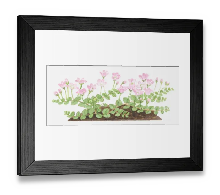 Framed Print : Illustration of Anagallis tenella (Bog pimpernel), leaves and pink flowers
