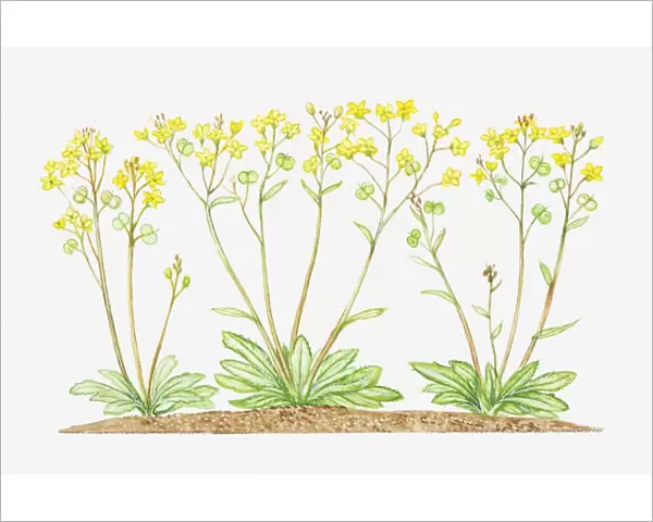 Illustration of Biscutella laevigata (Buckler mustard), yellow flowers