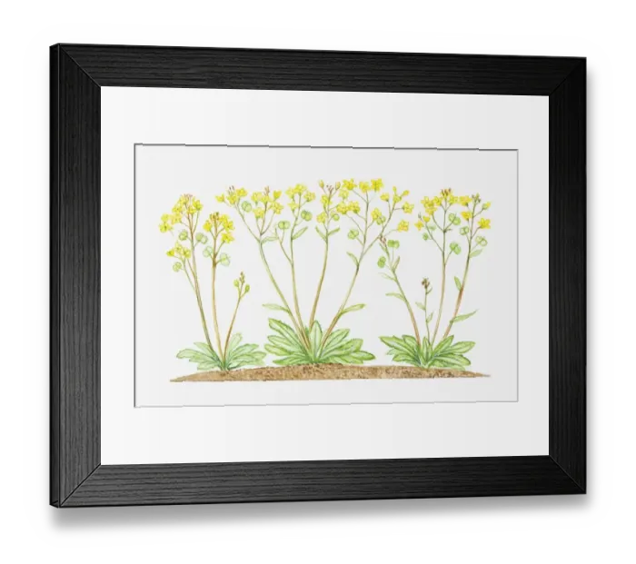 Framed Print : Illustration of Biscutella laevigata (Buckler mustard), yellow flowers Framed Print : Illustration of Biscutella laevigata (Buckler mustard), yellow flowers