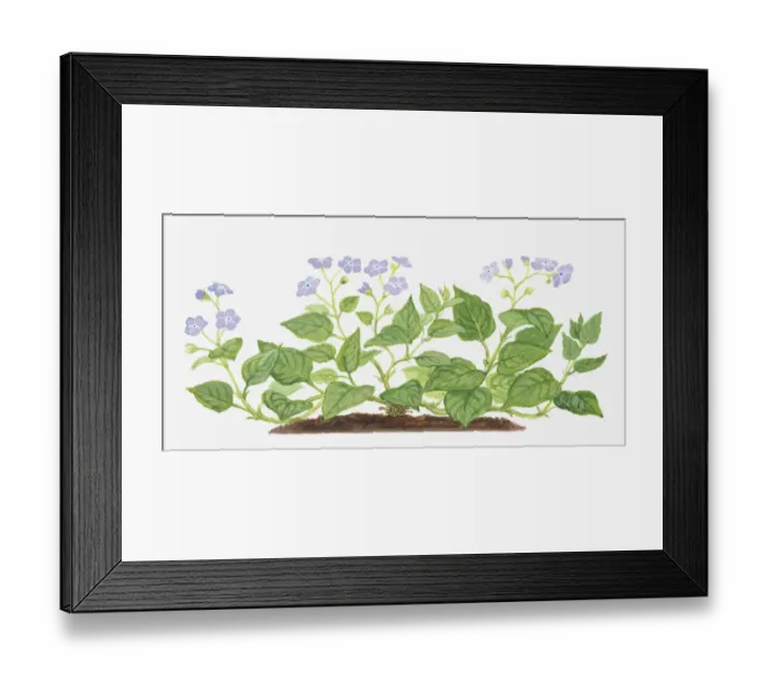 Framed Print : Illustration of Omphalodes verna (Blue-eyed Mary), leaves and purple flowers Framed Print : Illustration of Omphalodes verna (Blue-eyed Mary), leaves and purple flowers