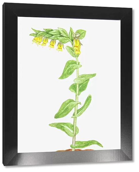 Illustration of Cerinthe glabra (Smooth honeywort), tubular yellow flowers on single stem