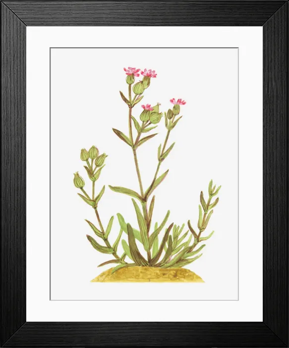 Framed Print : Illustration of Silene conica (Sand catchfly), wildflowers Framed Print : Illustration of Silene conica (Sand catchfly), wildflowers