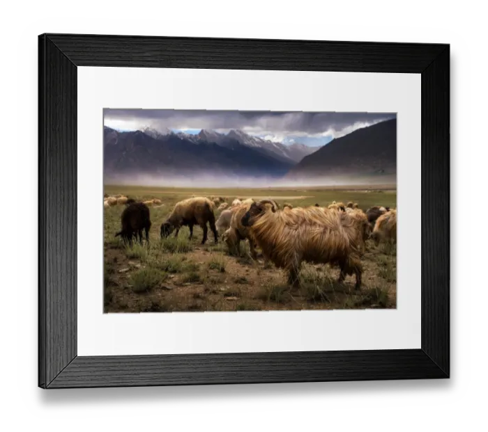 Framed Print : Crowd Of Sheep at Zanskar valley Framed Print : Crowd Of Sheep at Zanskar valley