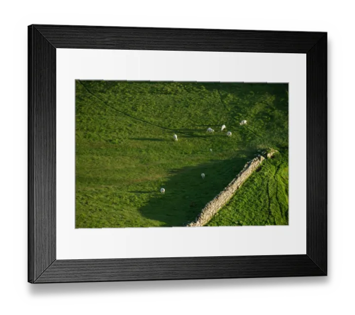 Framed Print : Group of sheep at Isle of Skye Framed Print : Group of sheep at Isle of Skye