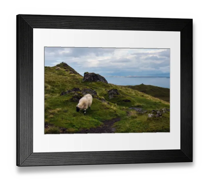 Framed Print : Sheep and mountain view of Isle of Skye (The old man of storr trail) Framed Print : Sheep and mountain view of Isle of Skye (The old man of storr trail)