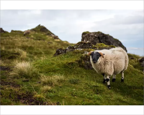Sheep and mountain view of Isle of Skye (The old man of storr trail)