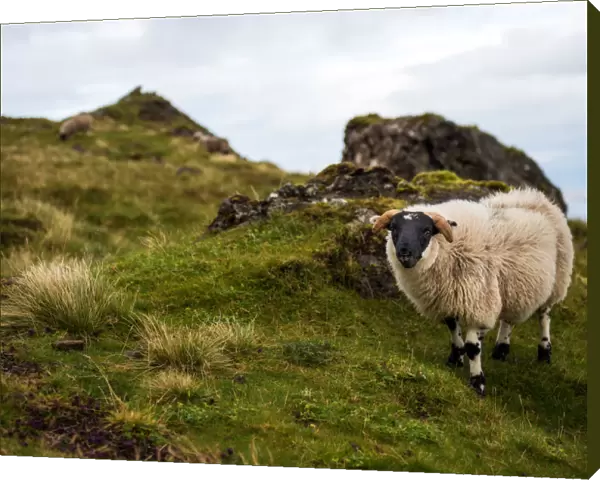 Sheep and mountain view of Isle of Skye (The old man of storr trail)