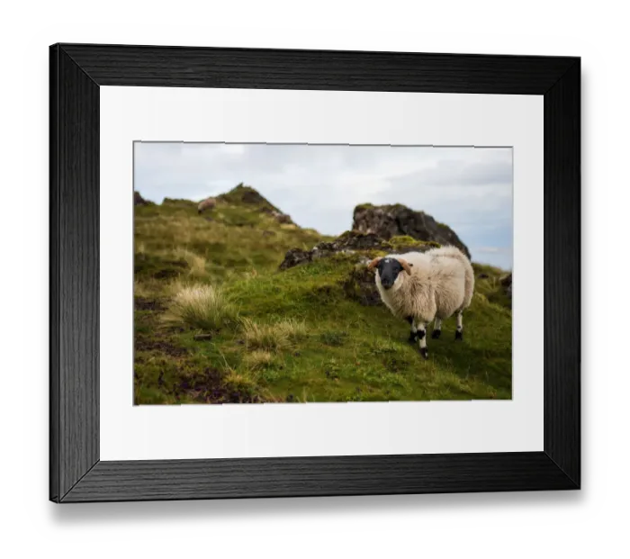 Framed Print : Sheep and mountain view of Isle of Skye (The old man of storr trail) Framed Print : Sheep and mountain view of Isle of Skye (The old man of storr trail)