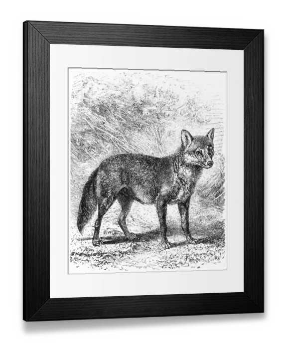 Framed Print : Crab eating Fox (Cerdocyon thous) Framed Print : Crab eating Fox (Cerdocyon thous)