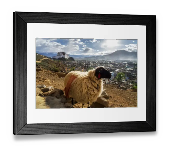 Framed Print : A sheep and Shigatse Dzong, Tibet, China Framed Print : A sheep and Shigatse Dzong, Tibet, China