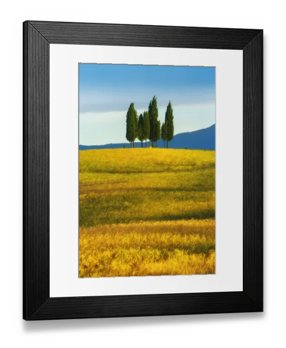 Framed Print : Cypress tree in Tuscany, Italy Framed Print : Cypress tree in Tuscany, Italy