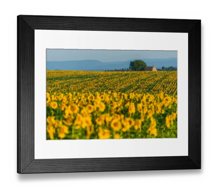Framed Print : Sunflower Fields in France Framed Print : Sunflower Fields in France