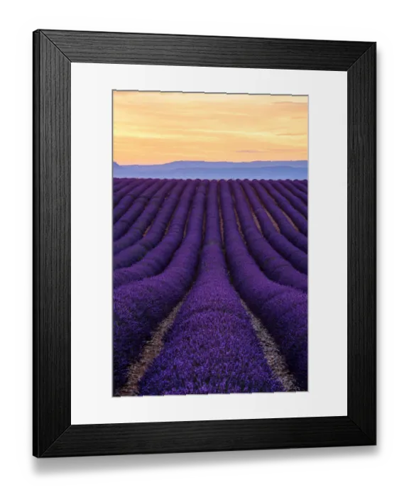 Framed Print : Lavender Fields in Provence, France Framed Print : Lavender Fields in Provence, France