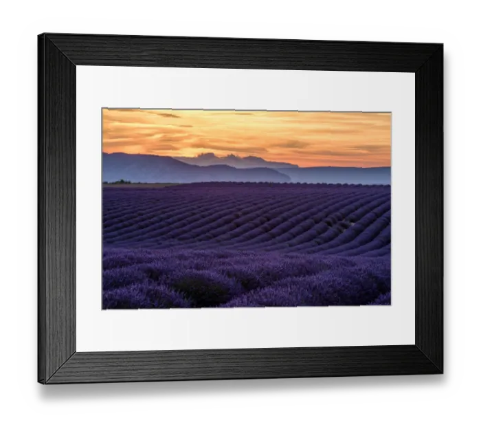 Framed Print : Lavender Fields in Provence, France Framed Print : Lavender Fields in Provence, France